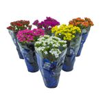 Flores-em-vaso-para-cestas-Kalanchoe